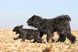 BOUVIER DES FLANDRES 170